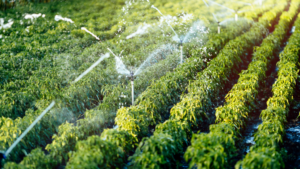 irrigação da lavoura